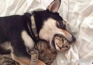 韩国哈士奇爆料事件视频,哈士奇爆料视频引发网友热议,真相究竟如何? 第1张 韩国哈士奇爆料事件视频,哈士奇爆料视频引发网友热议,真相究竟如何? 第1张